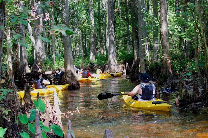 Cypress Forest: Guided Nature Kayak Eco-Tour - Key reasons this kayak tour works so well