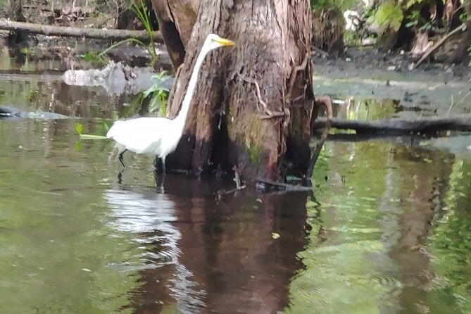 Cypress Forest: Guided Nature Kayak Eco-Tour - Comfort and gear: what’s included and what it means for you
