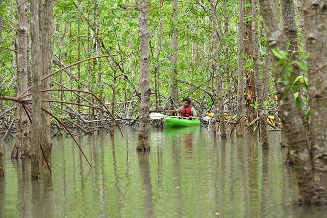 Damas Island Mangrove Kayaking Tour from Manuel Antonio - Kayak comfort and instruction: good for beginners, with a couple caveats