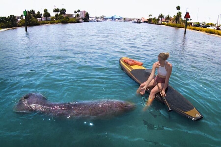 Daytona Beach: Guided Kayaking or Standup Paddling Tour - Value for $65: Why This Tour Can Be Worth It