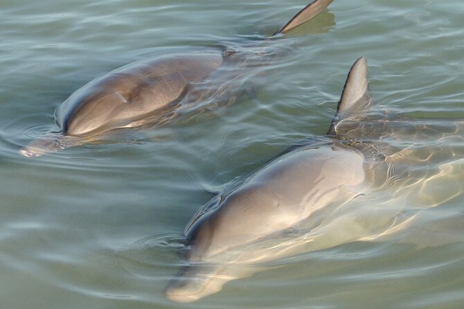 Dolphin and Manatee Clear Kayak or Paddleboard Tour - Key Points You’ll Care About