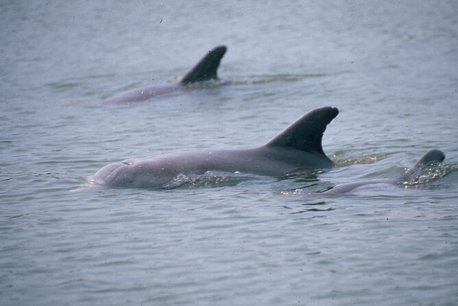 Dolphin and Manatee Clear Kayak or Paddleboard Tour - Price and Value: Why $75 Can Actually Be a Good Deal Here