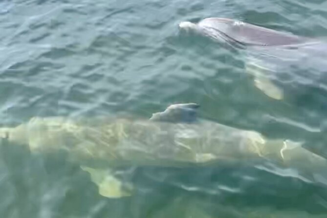 Dolphin and Manatee Kayak and SUP Adventure Tour of Cocoa Beach - Thousand Islands Conservation Area: why that 30-minute pass is worth it