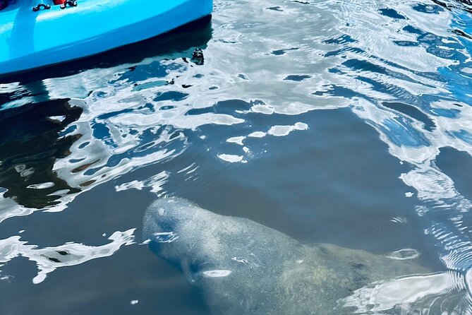 Dolphin and Manatee Kayak and SUP Adventure Tour of Cocoa Beach - Wildlife odds: dolphins, storks, birds, and what cold weather changes