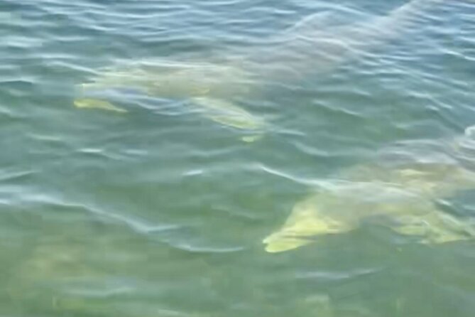 Dolphin and Manatee Kayak and SUP Adventure Tour of Cocoa Beach - Who this tour suits best (and who should rethink it)