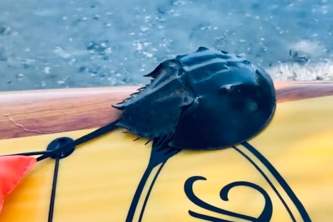 Dolphin and Manatee Kayak and SUP Adventure Tour of Cocoa Beach - Before you go: practical details that help you enjoy the paddle