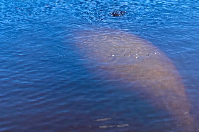 Dolphin and Manatee Kayak Tour of Daytona Beach - Wildlife spotting in practice: beyond dolphins and manatees