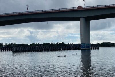 Dolphin and Manatee Stand Up Paddleboard Tour in Daytona Beach - Getting started: lessons in a calm bay (not chaos)