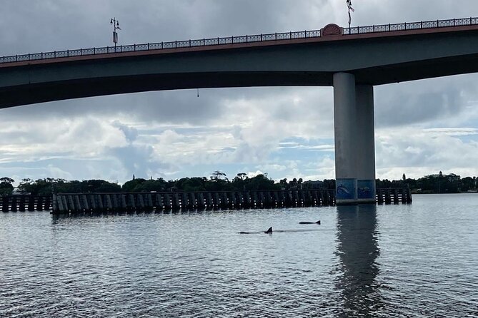 Dolphin and Manatee Stand Up Paddleboard Tour in Daytona Beach - Getting started: lessons in a calm bay (not chaos)