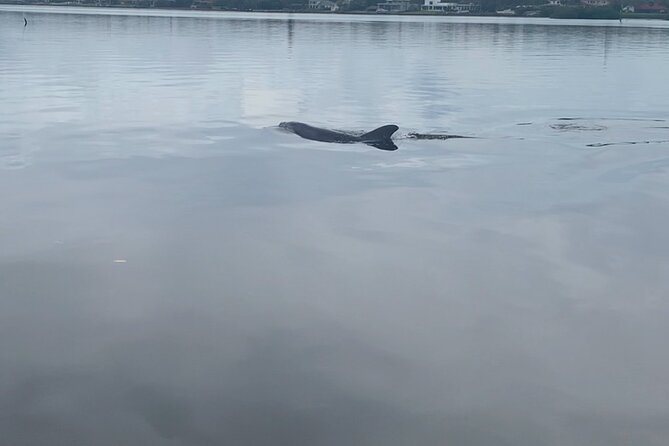 Dolphin and Manatee Tour of Marco Island by Kayak or SUP - Meeting at 1969 County Rd 951 and Getting Paddling-Ready