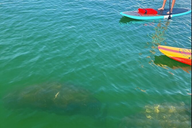 Dolphin and Manatee Tour of Marco Island by Kayak or SUP - Wildlife Spotting: Dolphins, Manatees, and the West Indian Manatee Angle