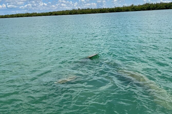 Dolphin and Manatee Tour of Marco Island by Kayak or SUP - Paddleboard vs Kayak: The Comfort and Fitness Reality Check