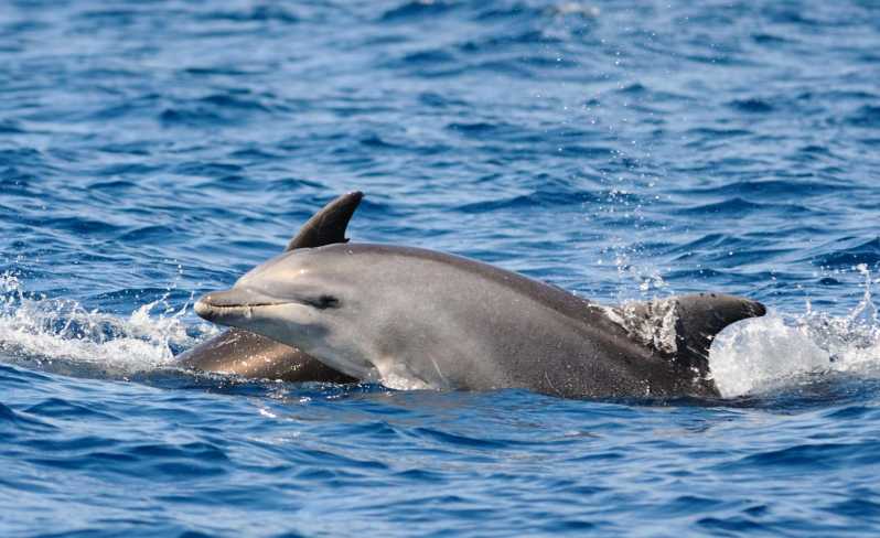 Dolphin Kayak Safari at Sunset at Golfo Aranci - Why kayak at sunset in Golfo Aranci feels special