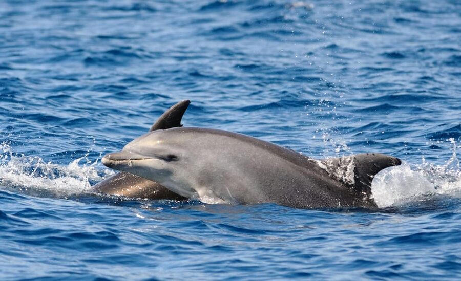 Dolphin Kayak Safari at Sunset at Golfo Aranci - Safety and comfort details that matter on the water