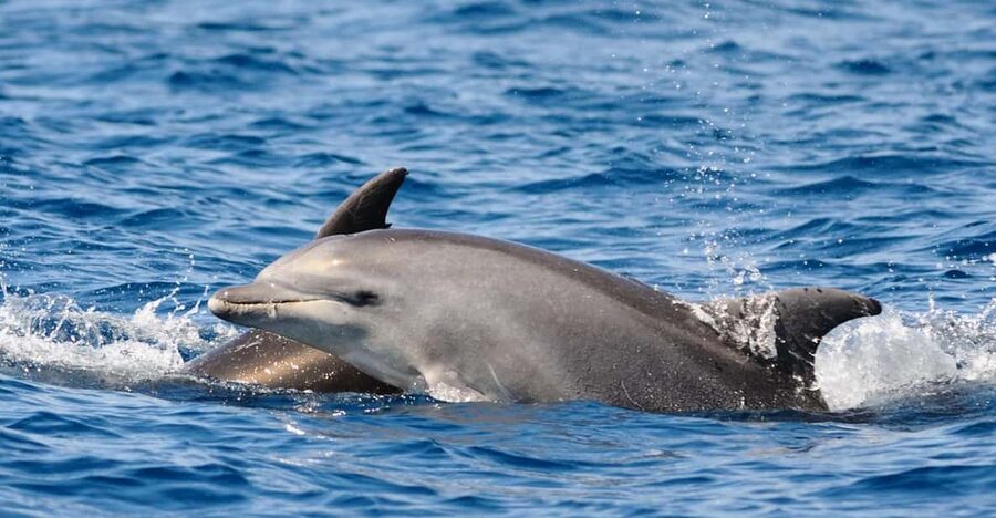Dolphin Kayak Safari at Sunset at Golfo Aranci - Meeting at Go Sea Kayak: what to expect before you paddle