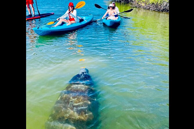 Dolphin, Manatee and Sea Turtle Kayak Adventure - Meeting at Ocean Vista Ave and getting set up fast
