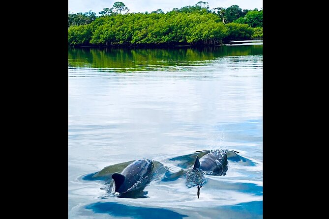 Dolphin, Manatee and Sea Turtle Kayak Adventure - What to pack: sun, water, and the little details that save your trip