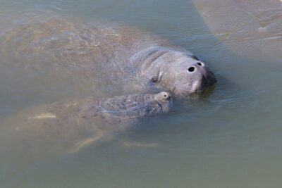 Dolphin & Manatee Kayaking Tour in Orlando Area - The Indian River experience: quiet kayaking where manatees rest