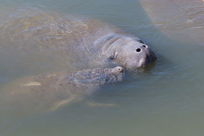 Dolphin & Manatee Kayaking Tour in Orlando Area - The Indian River experience: quiet kayaking where manatees rest
