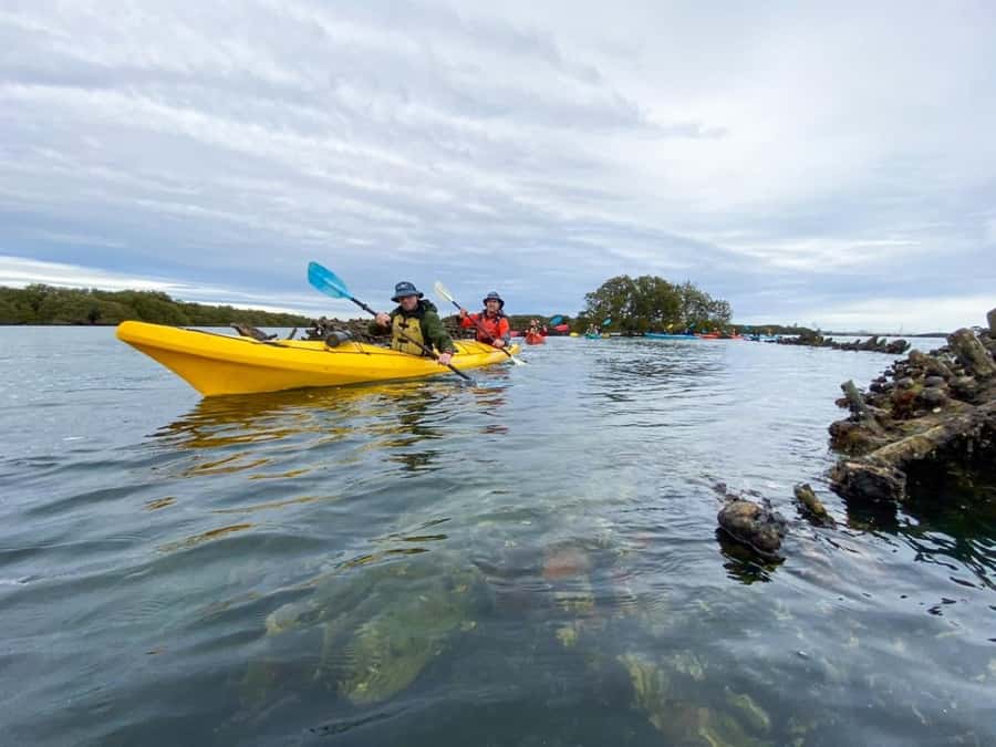 Dolphin Sanctuary and Ships Graveyard Kayak Tour - Should You Book This Dolphin Sanctuary & Ships Graveyard Tour?