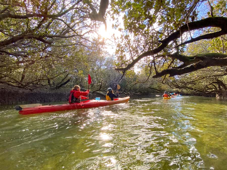 Dolphin Sanctuary and Ships Graveyard Kayak Tour - Dolphins: Best Chances, Realistic Expectations