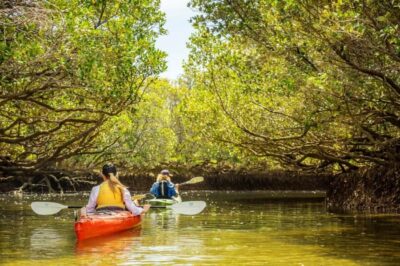 Dolphin Sanctuary and Ships Graveyard Kayak Tour - Your 3-Hour Rhythm: How the Paddle Usually Flows
