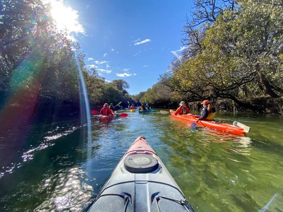 Dolphin Sanctuary and Ships Graveyard Kayak Tour - Price and Value: Is $55 Worth It?