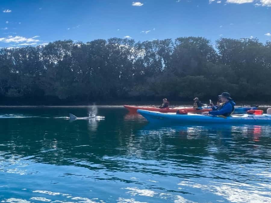 Dolphin Sanctuary and Ships Graveyard Kayak Tour - What to Bring (So the Day Feels Easy)
