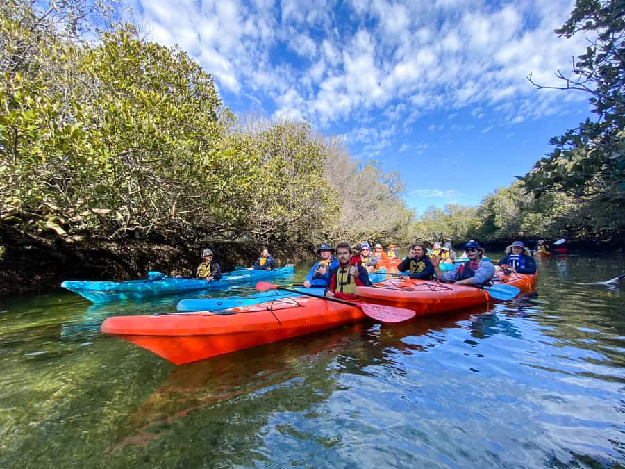 Dolphin Sanctuary and Ships Graveyard Kayak Tour - Getting There From Adelaide: The Part People Don’t Love