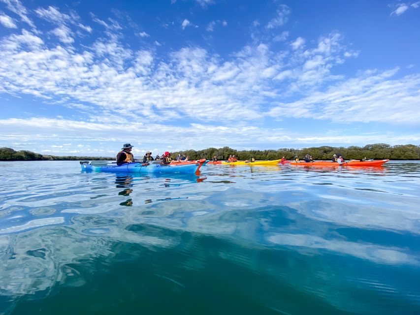 Dolphin Sanctuary and Ships Graveyard Kayak Tour - Who Should Book This Kayak Tour (And Who Might Skip It)