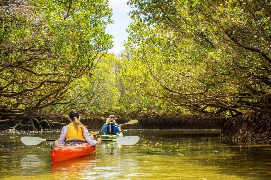 Dolphin Sanctuary and Ships Graveyard Kayak Tour - Your 3-Hour Rhythm: How the Paddle Usually Flows