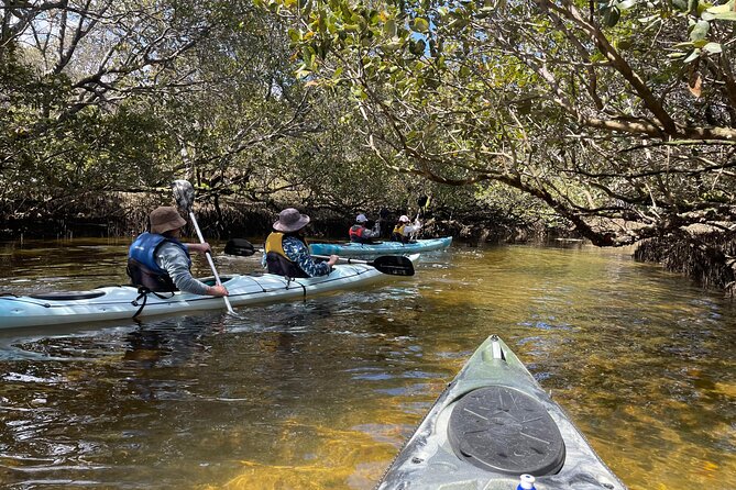 Dolphin Sanctuary Kayak Tour Adelaide - Quick take: what matters most on this Adelaide kayak tour