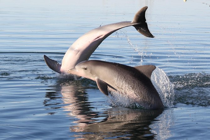 Dolphin Sanctuary Kayak Tour Adelaide - Dolphin Sanctuary reality: why sightings happen and why they don’t