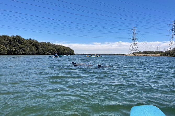 Dolphin Sanctuary Kayak Tour Adelaide - How long it really takes and what to expect on the water