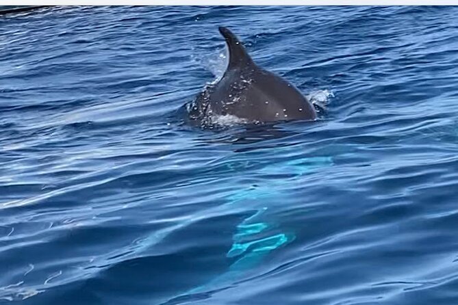 Dolphin-spotting SUP tour with Golfo Aranci aperitif - Golfo Aranci SUP with dolphin chances: what this experience really delivers