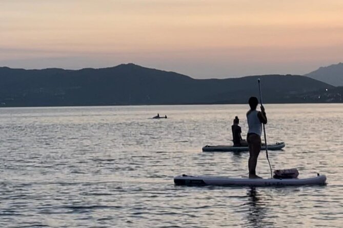 Dolphin-spotting SUP tour with Golfo Aranci aperitif - Dolphin-spotting in real life: what you can (and can’t) control