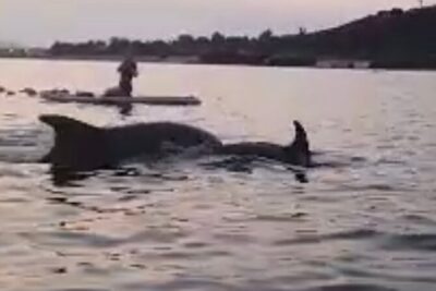 Dolphin-spotting SUP tour with Golfo Aranci aperitif - The start lesson: CONI safety coaching that makes first-timers comfortable