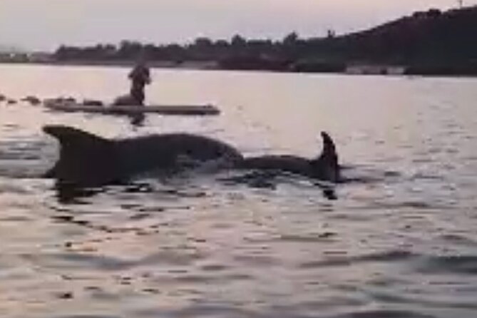 Dolphin-spotting SUP tour with Golfo Aranci aperitif - The start lesson: CONI safety coaching that makes first-timers comfortable