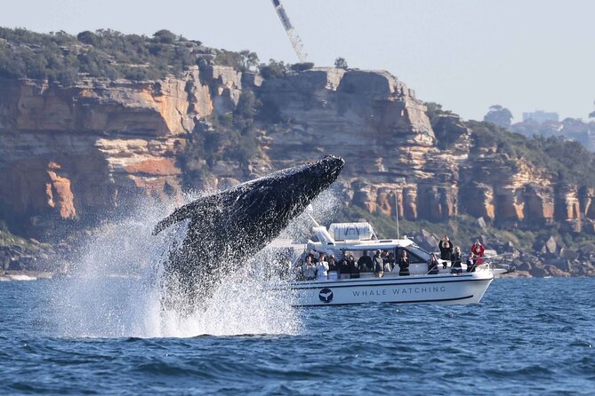Double Kayak Hire - 4 Hours - Should you book this Double Kayak Hire in Sydney?