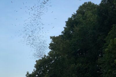 Downtown Austin Sunset Kayak Tour with 1.5 Million Bats - Stop 1: Congress Avenue Bridge and the Bat Fly-Off Timing