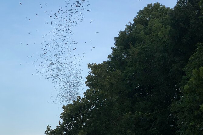Downtown Austin Sunset Kayak Tour with 1.5 Million Bats - Stop 1: Congress Avenue Bridge and the Bat Fly-Off Timing