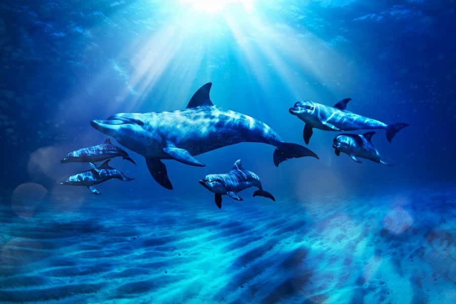 Dubai: Atlantis Dolphin Kayak Trip & Aquaventure Waterpark - Key things that make this Atlantis day special
