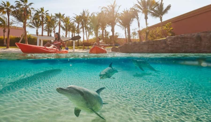 Dubai: Atlantis Dolphin Kayak Trip & Aquaventure Waterpark - The dolphin-focused guidance that makes the difference