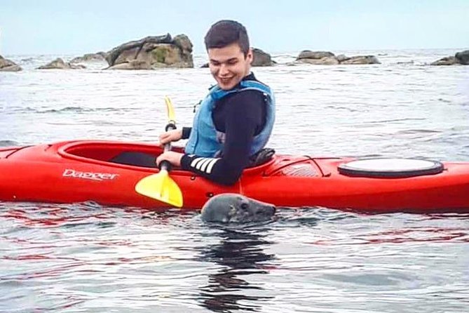 Dublin Bay Seal Kayaking Safari at Dalkey - Seals and UNESCO Dublin Bay: why this safari feels special