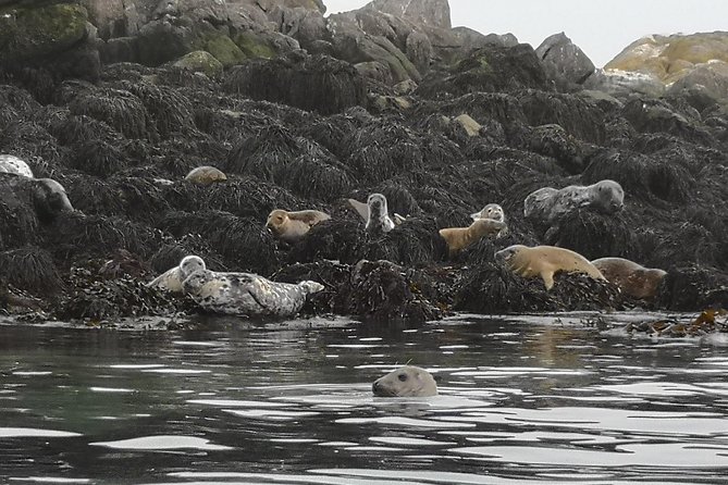 Dublin Bay Seal Kayaking Safari at Dalkey - Guides and group flow: safety, info, and that small-group feel