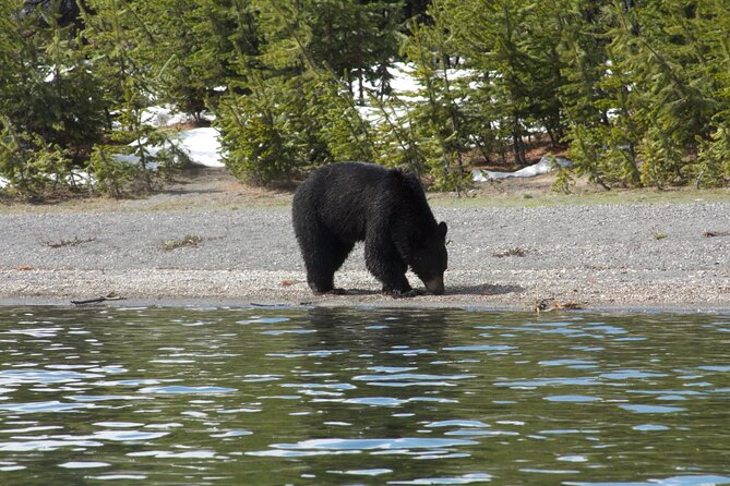 Early Morning Guided Kayak Tour - Who should book this kayak tour (and who should pause)