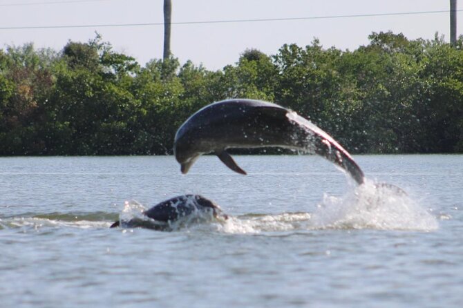 Easy Ride Pedal Kayak Tour Marco Island & Naples (Pedal or Paddle - Pedal Kayaks in the Mangroves: Why This 2-Hour Naples Trip Feels So Easy