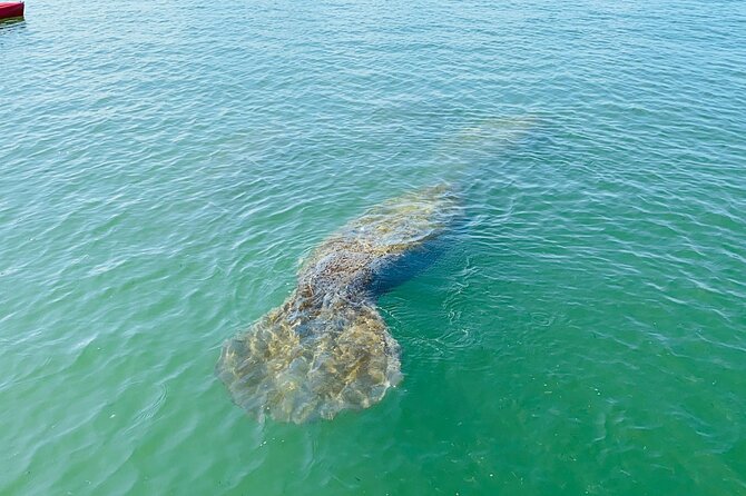 Easy Ride Pedal Kayak Tour Marco Island & Naples (Pedal or Paddle - What to Bring and Wear for Florida Sun, Heat, and a Splash