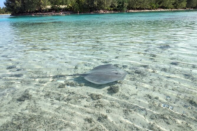 Eco guided excursion to the lagoon of Moorea in a transparent kayak Afternoon 2h - Safety and guide support in a max-12 small group