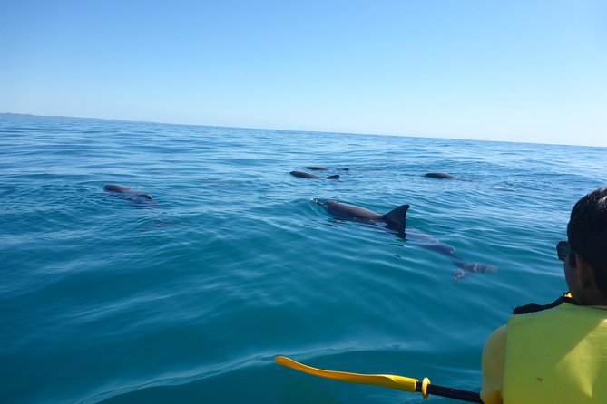 Epic Kayak With Dolphins & Wildlife - 4WD Beach Adventure Noosa - The big draw: Double Island Point by beach 4WD and kayak